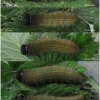 pyr armoricanus larva5 volg13